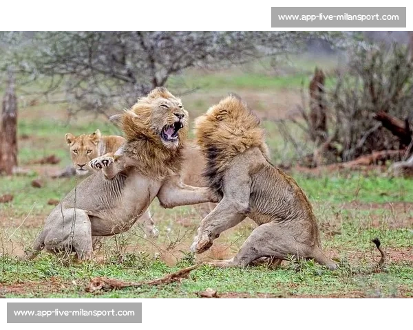 南非雄狮碾压野蛮人队，友谊赛狂揽 35 分创纪录